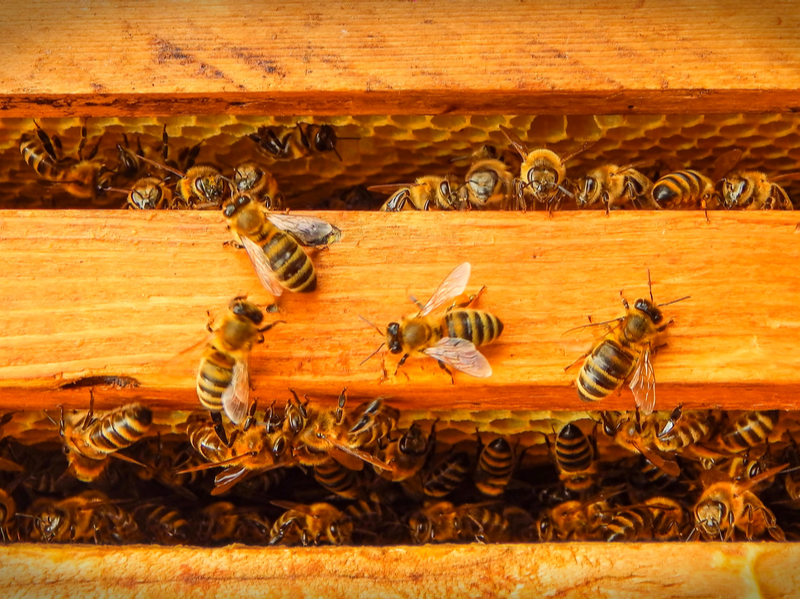 What can bees teach us about electric reliability?