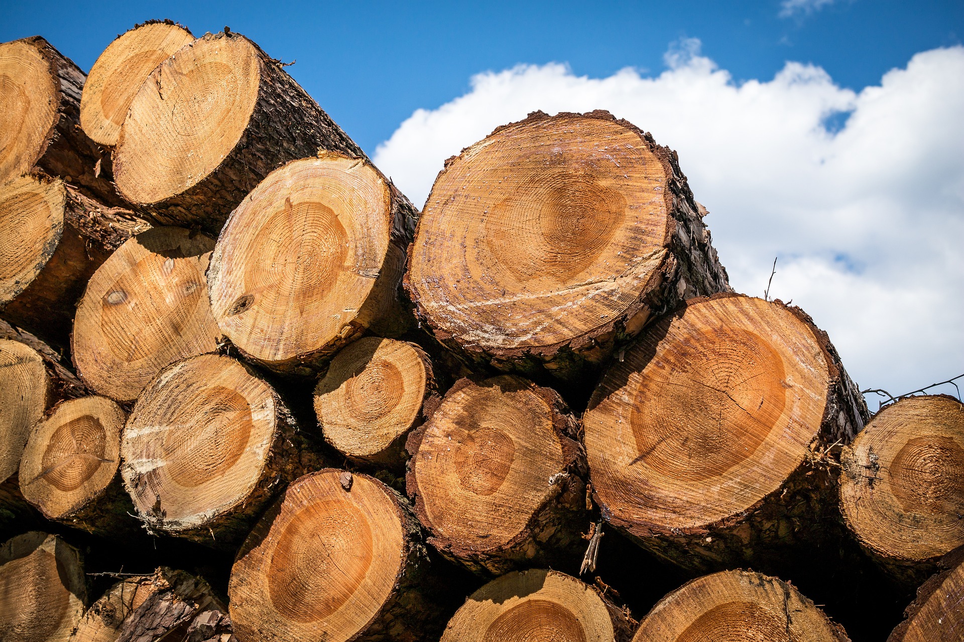 Europe : la filière bois-forêt et des élus alertent sur l’exclusion du bois-énergie des énergies renouvelables