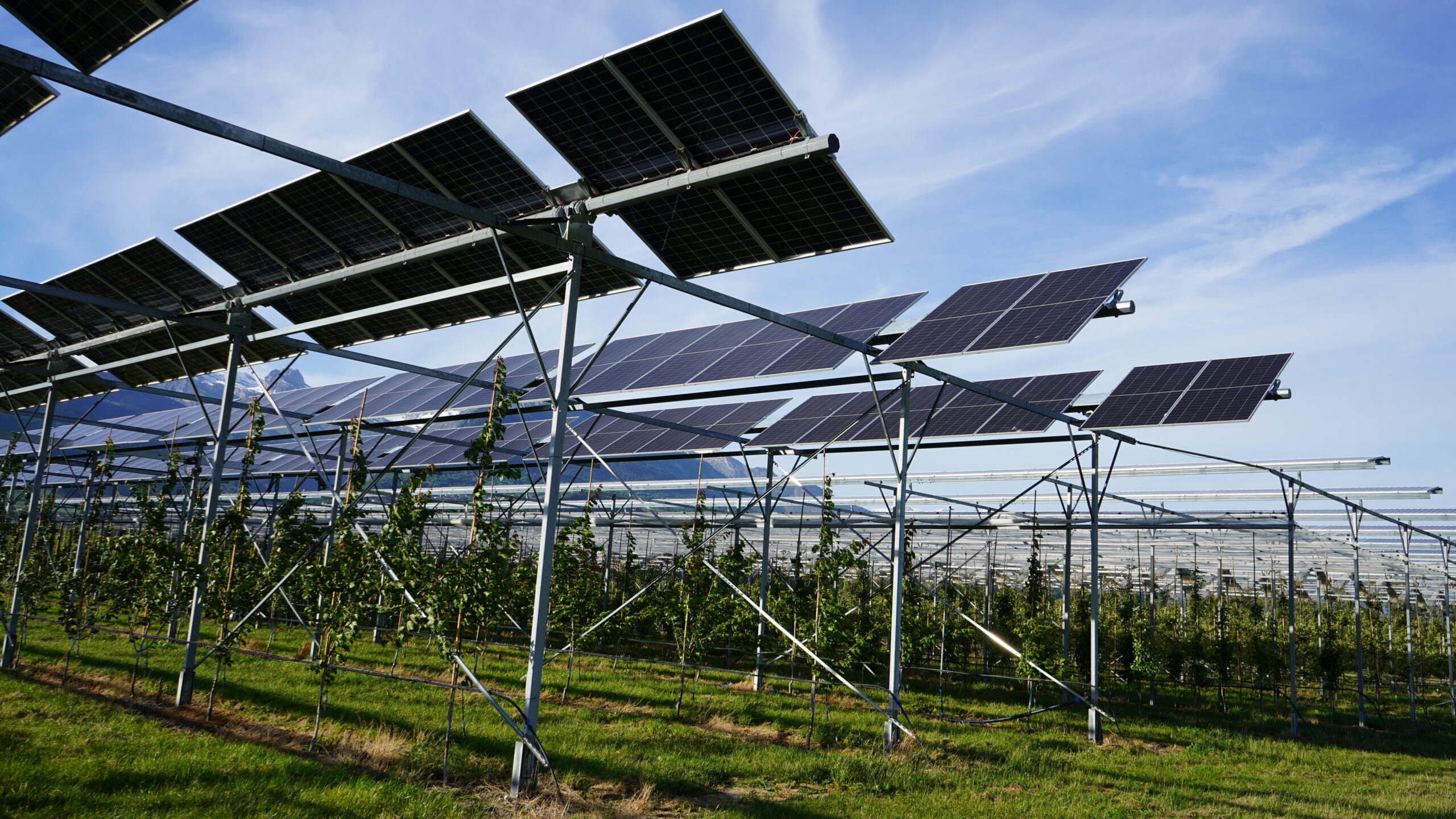Agrivoltaïsme, les promesses du solaire à l’épreuve du terrain